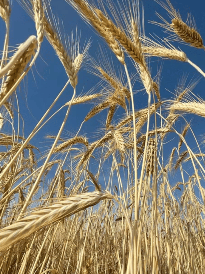 Wheat Field - Mill Motor Applications